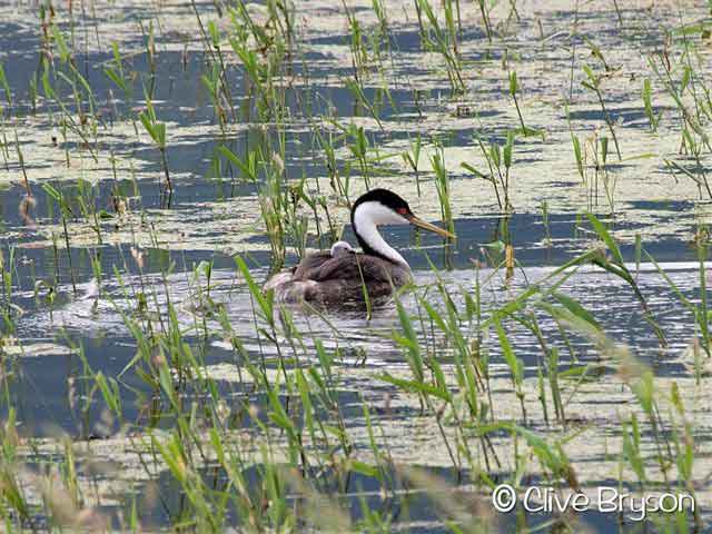 grebe with babies