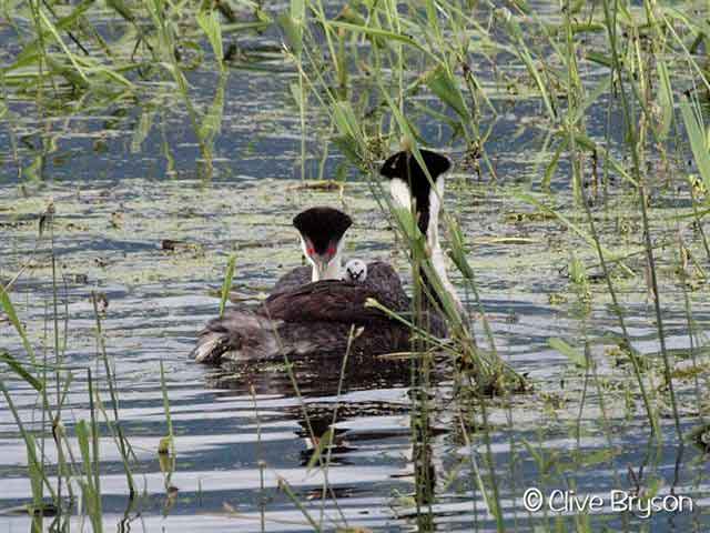 Grebe with babies