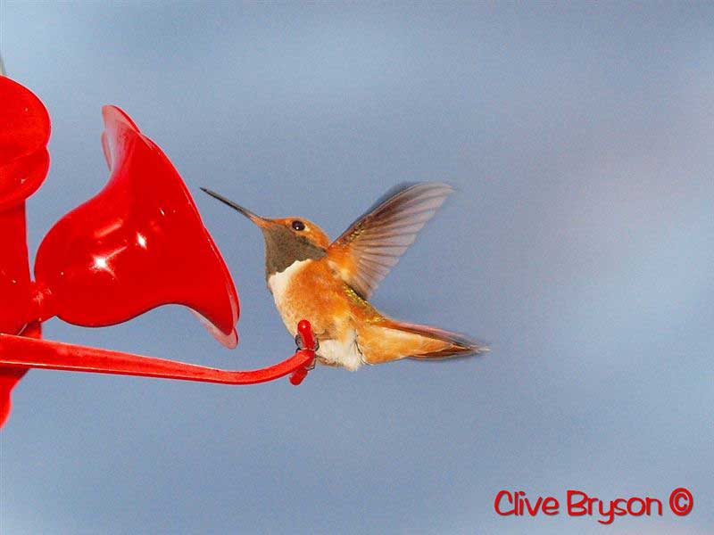 Rufus hummingbird