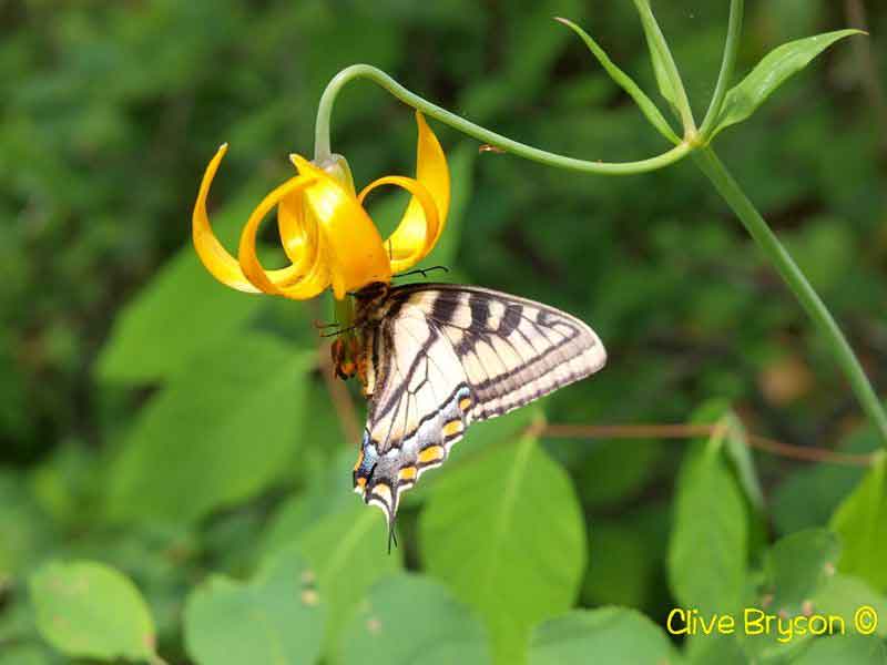 Swallowtail Butterfly on Tiger lily